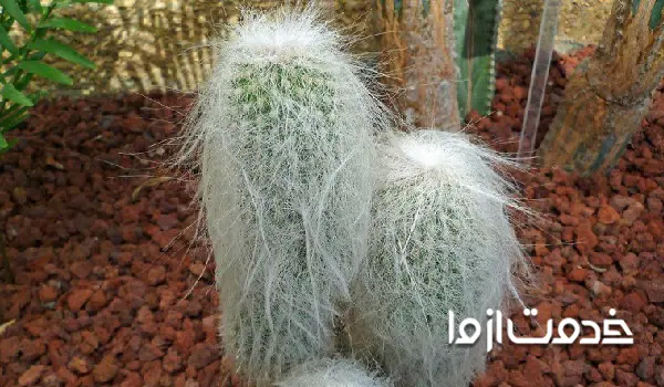 کاکتوس اورئوسرئوس سلسیانوس یا کاکتوس پیرمرد